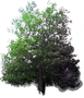 London Plane